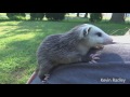 Opossum mama