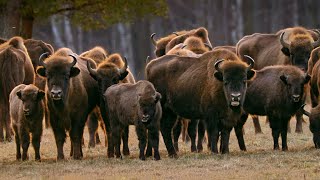 European bison in the Białowieża Forest | 2023