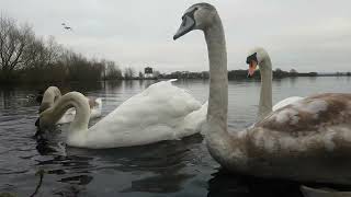 Kinnego Bay Irelandoxford Island Nature Reserve Ireland