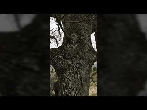 Video: Meşe Ağaçları Arasında