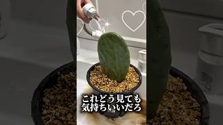 サボテンにシャワーかけてあげました