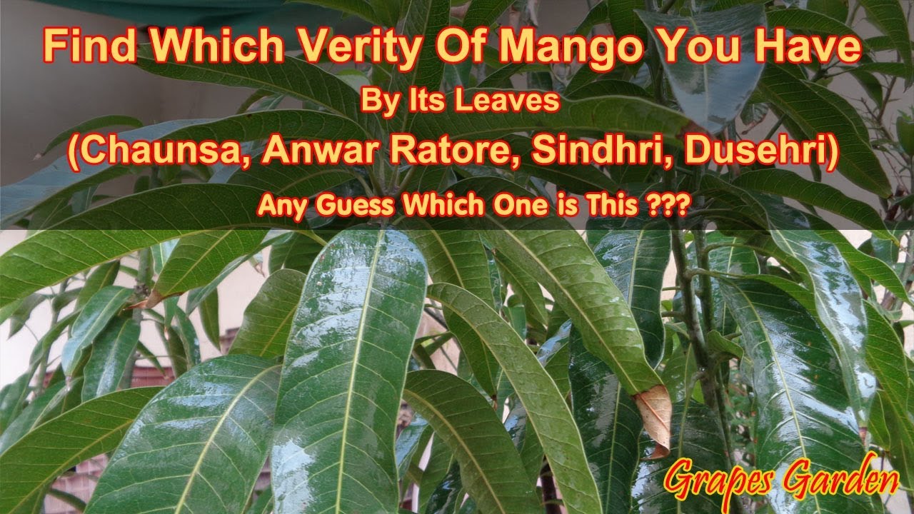 How to Find Mango Variety By Its Leaves (Chaunsa, Anwar Ratol, Sindhri ...