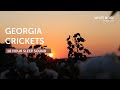 Georgia Summer Evening Crickets Katydids 10 Hour Sleep Sound - Black Screen