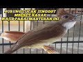 Masteran Wajib Cucak Jenggot Mbeseet Kasar Mp3 - Mp4 Download