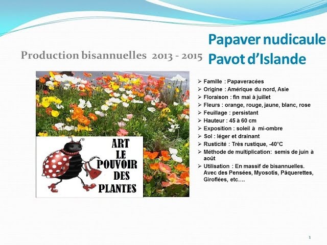 Jardinage: Papaver nudicaule Pavot d'Islande. Plante bisannuelle