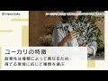 ユーカリ 育て方