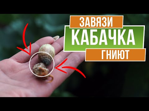 ОСТОРОЖНО!!! Почему гниют завязи кабачков ☘  Сохнет кончик кабачка ☘ Лечение кабачков от болезней