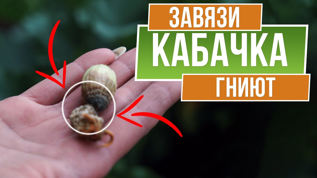 От кабачков разъело руки