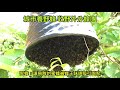 城市養野蜂 收野外分蜂群
