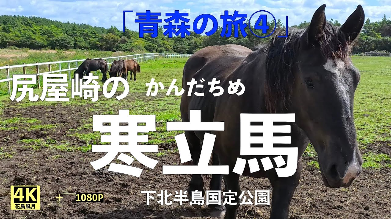 馬】「青森の旅④ 寒立馬」（かんだちめ）青森県下北郡東通村にある
