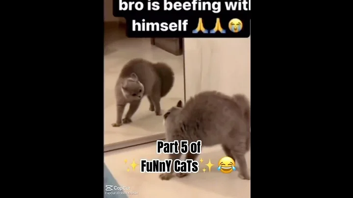 Video 11890091: cats funnycats catlover, cats catlover funny