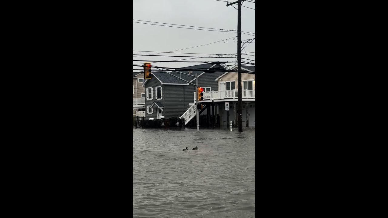 Swimming ducks spotted on flooded New Jersey streets