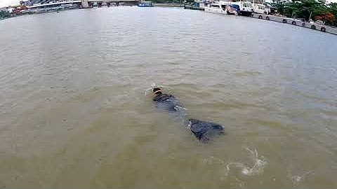 Chàng tiên cá Tiun xuất hiện dưới sông Sài Gòn kêu gọi đừng xã bao bịch nilong xuống nước