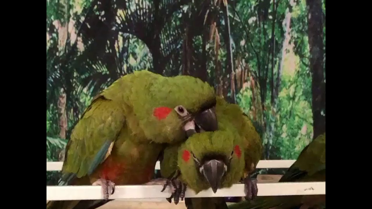 Red-fronted Macaw Babies Grooming 