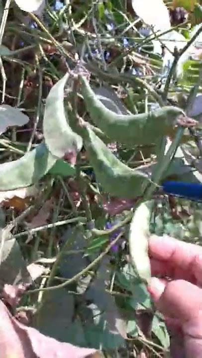 Big Beans - Chikkudu #balmincitv #garden