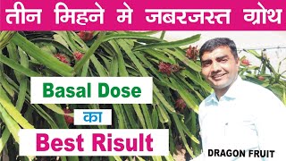 Best Fertilizer besal dose program in dragonfruit farming 9106310963