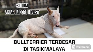 BULLTERRIER TERBESAR DI TASIKMALAYA ‼️ KANG ARIS BREEDER BULLTERRIER MANONJAYA TASIK ‼️