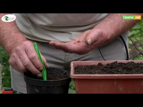 Vidéo: Jardin Fleuri En Juin. Principaux Travaux