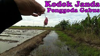 Casting Gabus, Snakehead (part9)