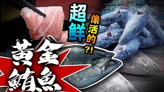 【★呷黃金?!★尚青ㄟ!!超低溫黃金鮪魚像活的?!】超新鮮又划算的 ... 