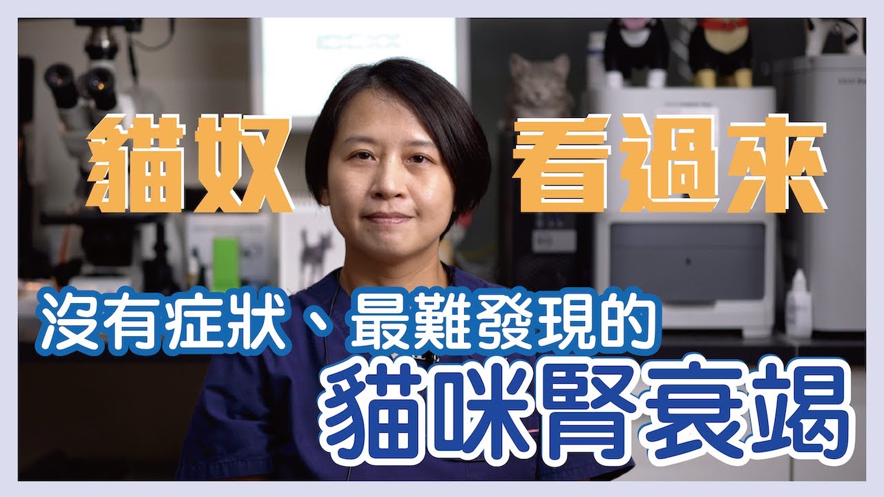 貓咪血尿怎麼辦！讓醫師告訴你！｜MORESON 木入森- YouTube