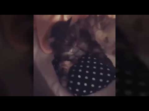 ميرهان حسين اخر فيديو للقطة قبل ما تموت حصريا