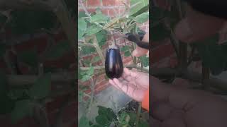 ??‍♀️ harvest eggplant ? backyard ? ?‍♀️ eggplant shorts harvest backyard vegetables