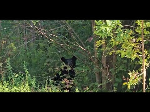 A BEAR ON A COP IS FOR SILVER!