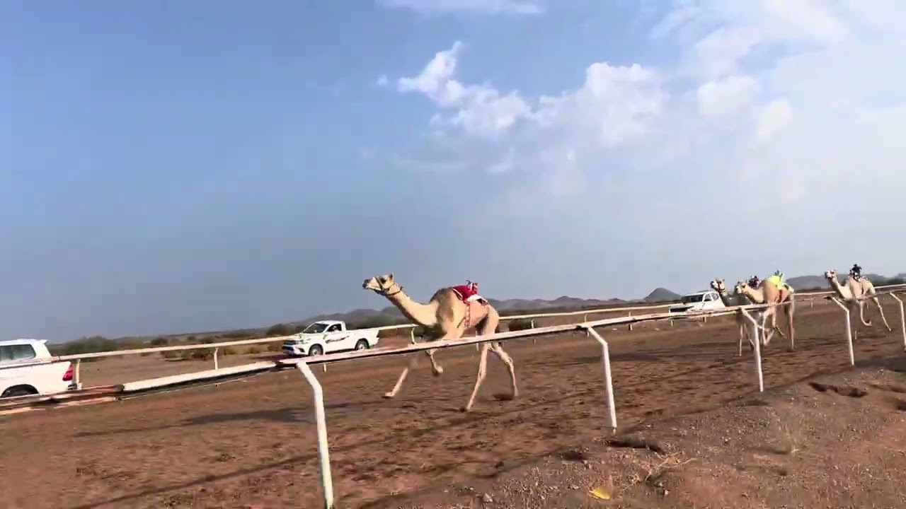 الشوط الرئيسي حقايق قعدان / المتحد - حمد حثلين الحربي 