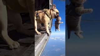 🤐What This Pibble Doing???🤐#pibble