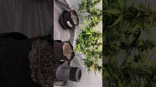 Auto Flower grow. day 1 of flush