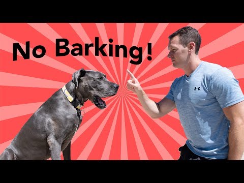 Teach your dog to stop barking at the door! | Great Dane Care