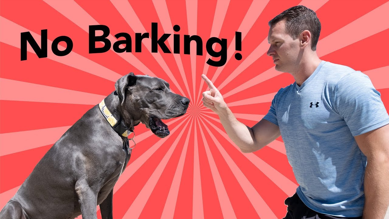 stop dog barking when someone comes to the door