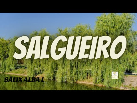 Vídeo: Qual a altura de um salgueiro malhado?