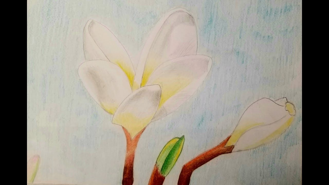 Plumeria flower drawing Step by Step YouTube