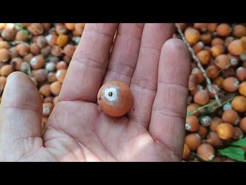 queen-palm-with-many-delicious-fruit-(syagrus-romanzoffiana)
