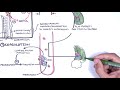 Thrombocytopaenia (low platelets) Overview - platelet physiology, classification, pathophysiology