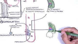 Thrombocytopaenia (low platelets) Overview  platelet physiology, classification, pathophysiology