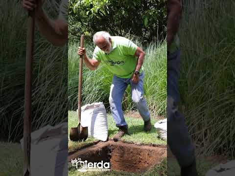 Video: Mover árboles frutales de guayaba - Aprende a trasplantar un árbol de guayaba