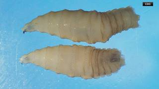 Texas launches interactive map to track New World screwworm infestations