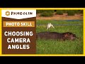 Wildlife Photography Tips | Know your camera angles