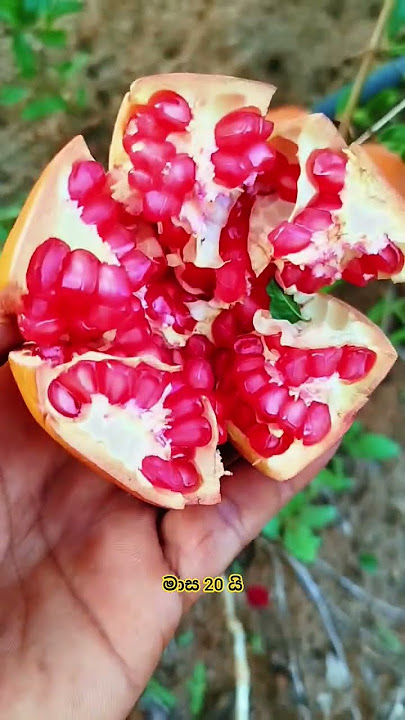 After 20 months 🌱🍅    #delum #pomegranate #agriculture