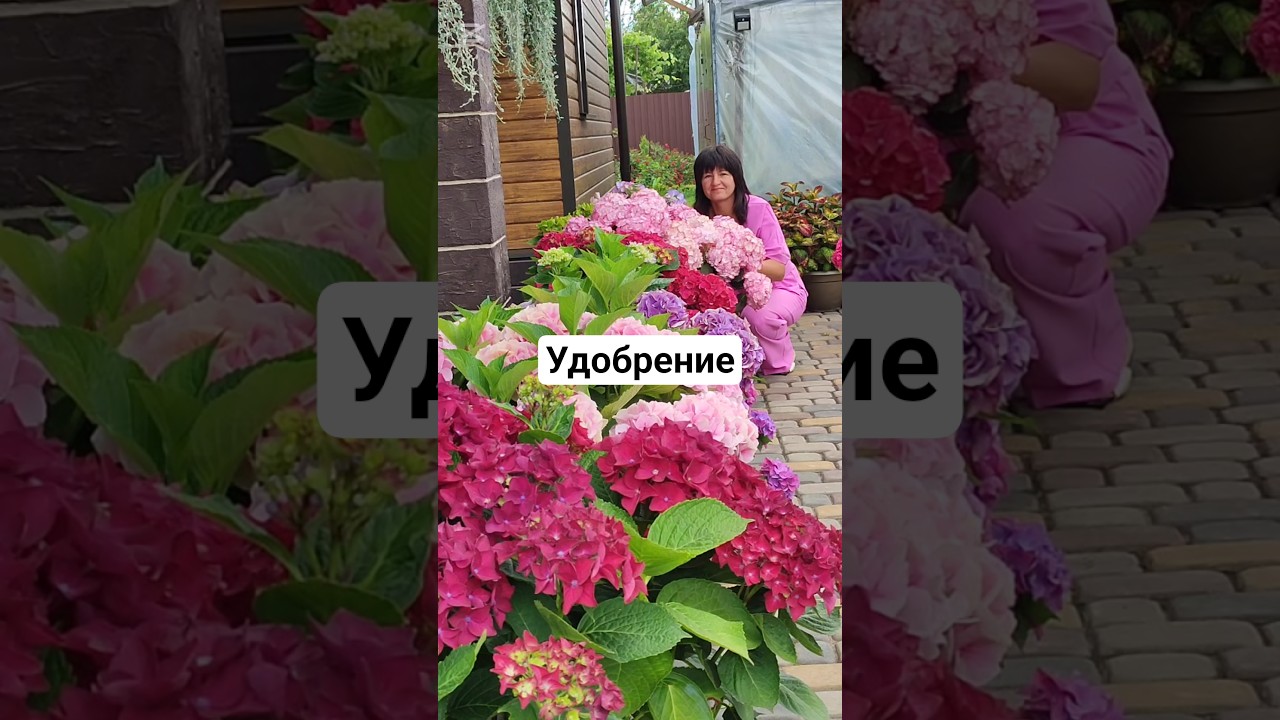 Удобрение для гортензий.