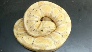 Cutting Eggs Live!  Banana X Pinstripe