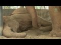 The Lonely Blind Elephant After Lost Her Friend - ElephantNews