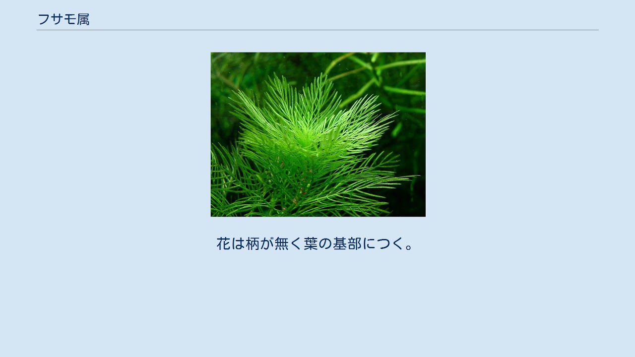 フサモ属 Youtube