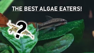 ADDING THE BEST ALGAE EATERS TO MY PLANTED AQUARIUM!