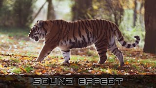 Wildlife | Tiger Growls 14 | No Copyright Tiger Sound Effects screenshot 3