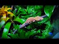 "Gecko Forest" | Bioactive Terrarium for Crested Gecko | STEP BY STEP