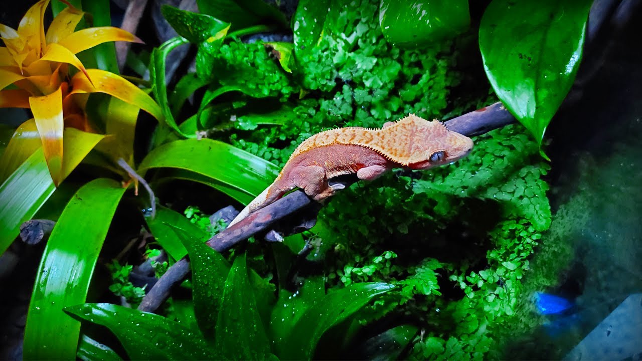 What is this green spot in my live terrarium : r/CrestedGecko